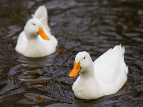 Wie Man Eine Ente Als Haustier Erhebt